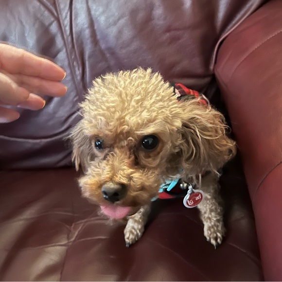 NWOT: Adorable dress for a play dog or real dog that is no more than 2-8 lbs. - Picture 3 of 9